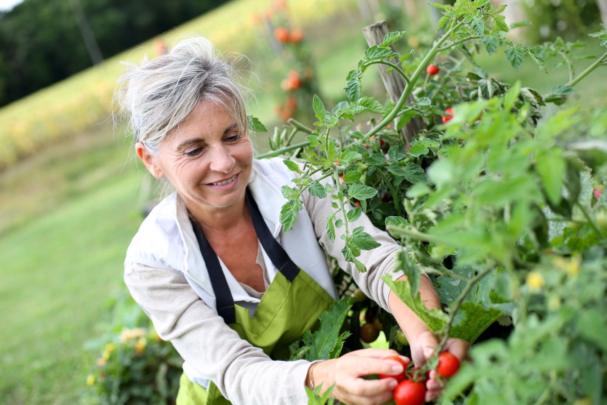 Woman in an apron harvesting ripe tomatoes in a lush garden, highlighting the joy of gardening and sustainable practices.