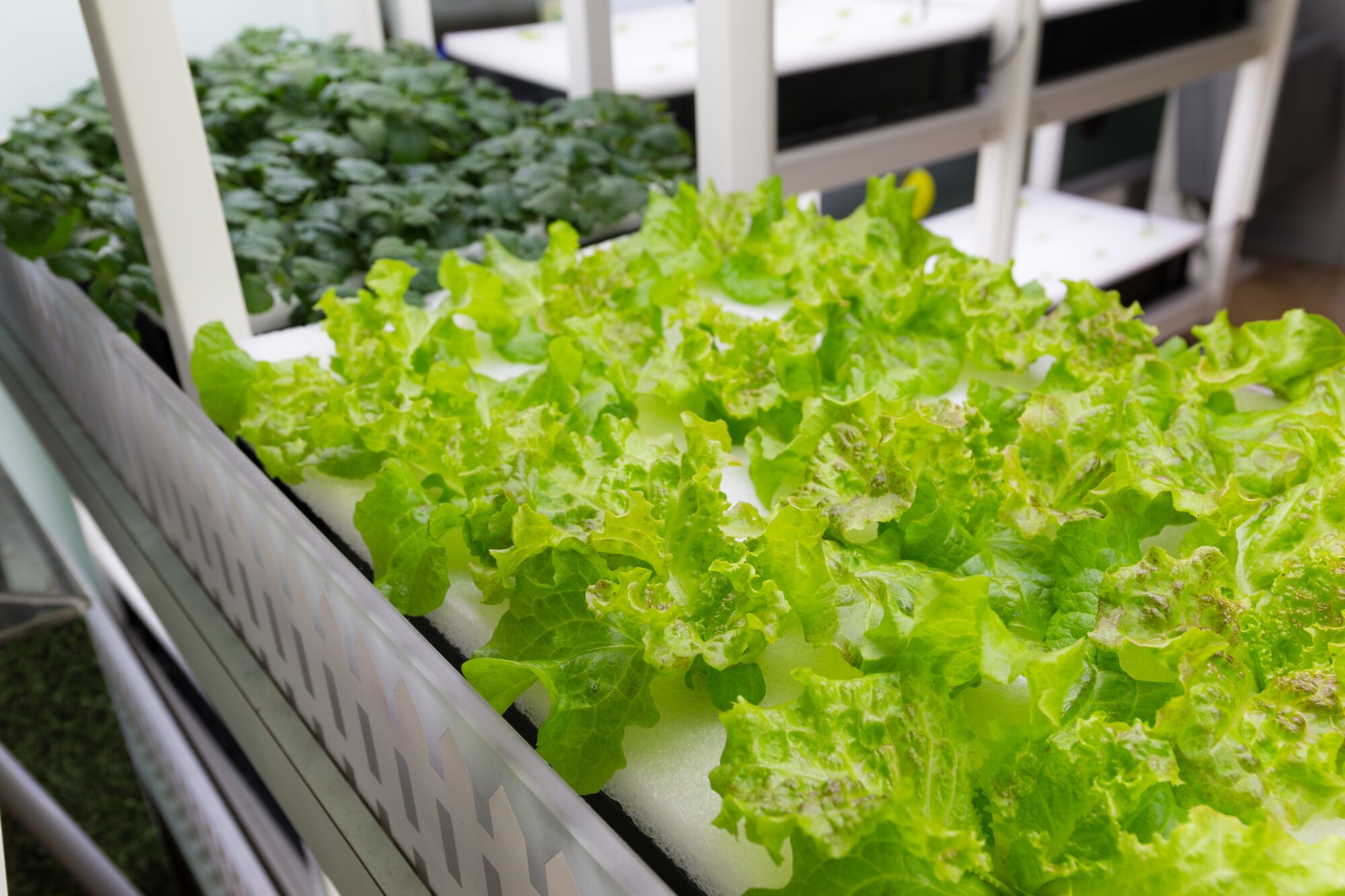 Lush green lettuce grows in an indoor hydroponic system, showcasing sustainable agriculture with cilantro in the background.