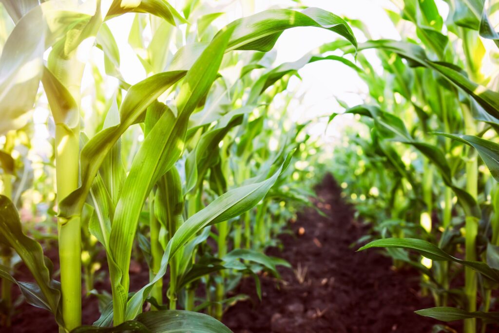 Lush green corn plants line rows in a sunlit field, highlighting agricultural growth and vitality in a farming context.