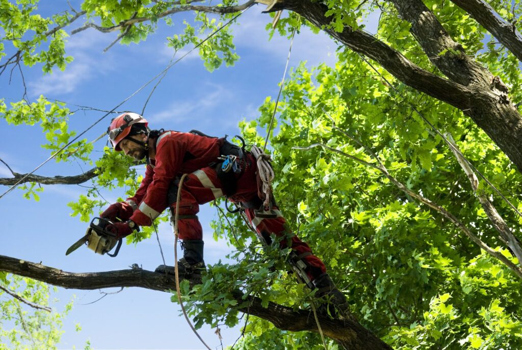 Tree climber in safety gear using a chainsaw to trim branches on a large tree, surrounded by vibrant green leaves under a blue sky.