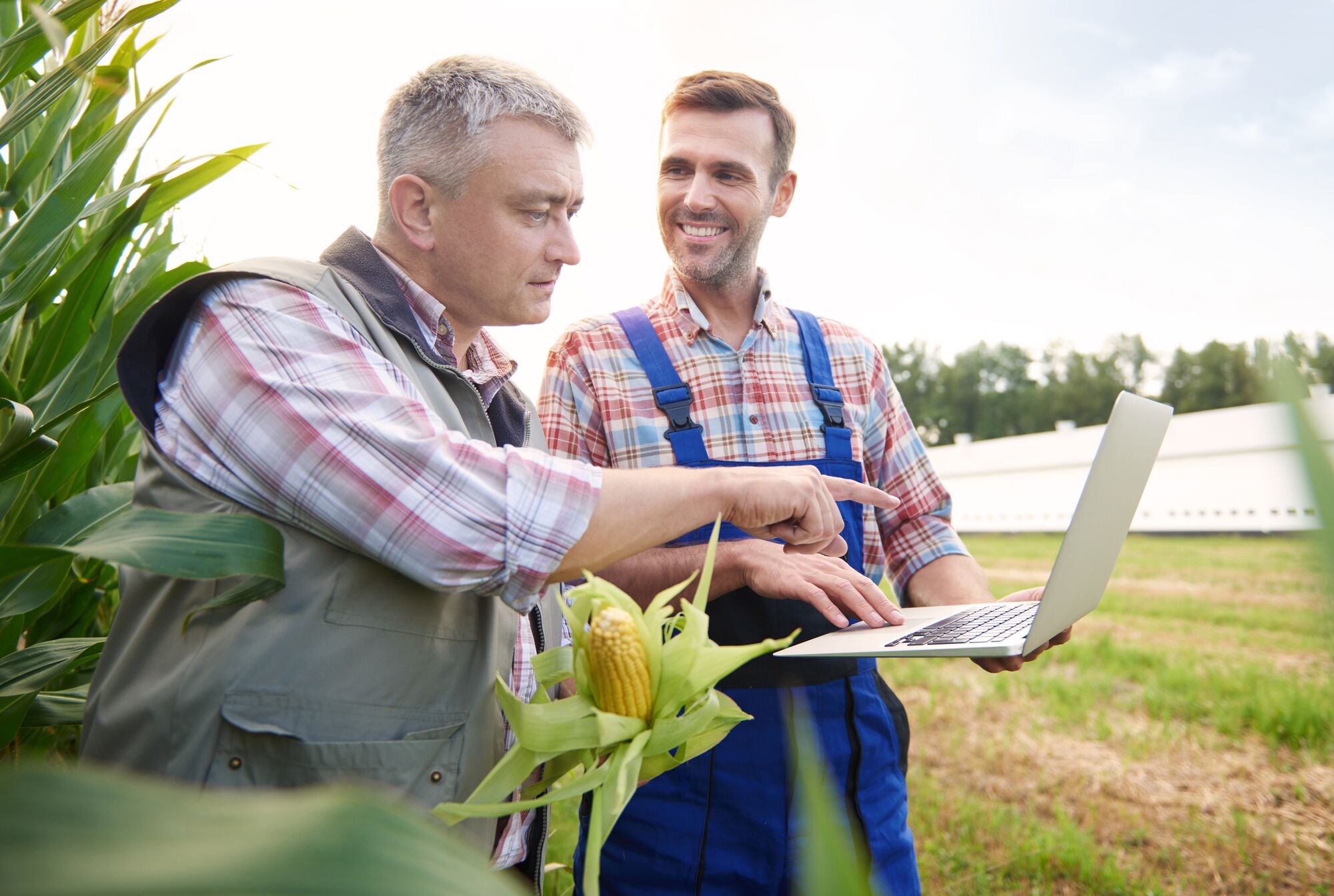 Farmers review agricultural data on a laptop in a cornfield, discussing crop management strategies under a bright sky.